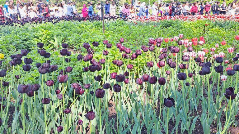 The Mesmerizing Tulip Festivals in Ottawa, Canada