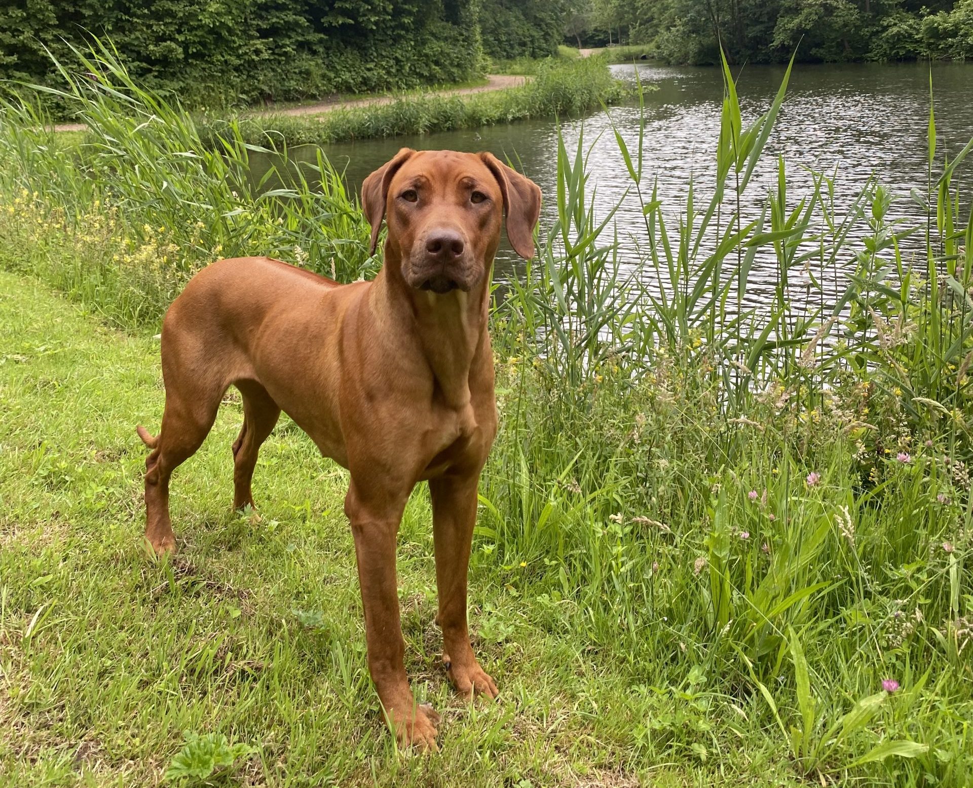 Prachtige ridgeback