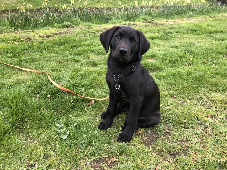 Halsband of tuig voor je hond