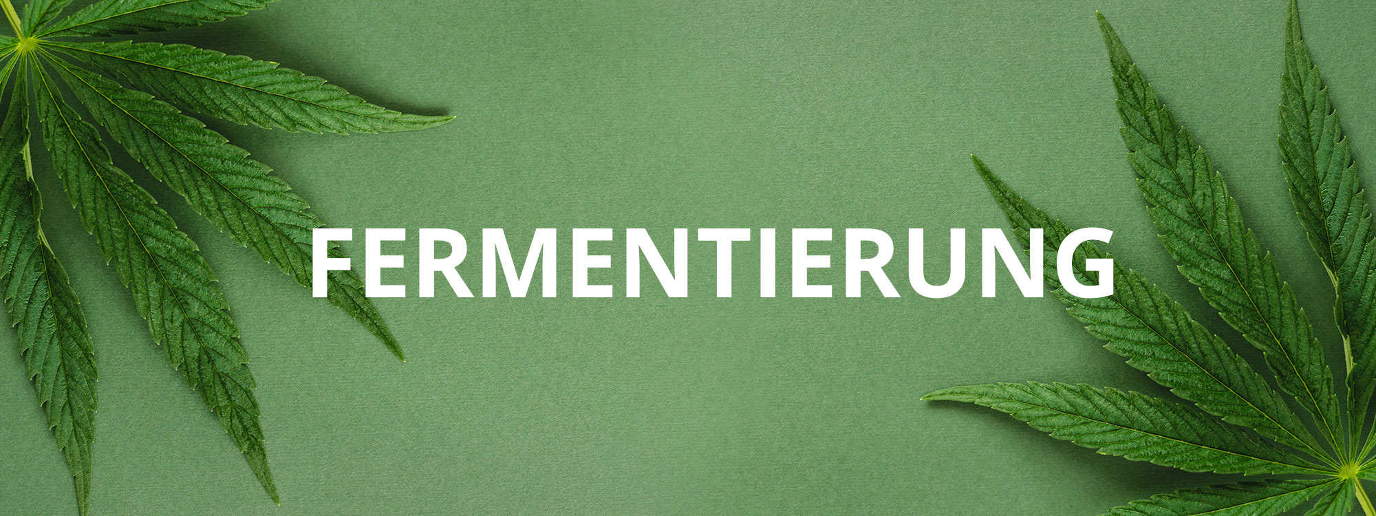 cannabis fermentierung cannabis fermentierung