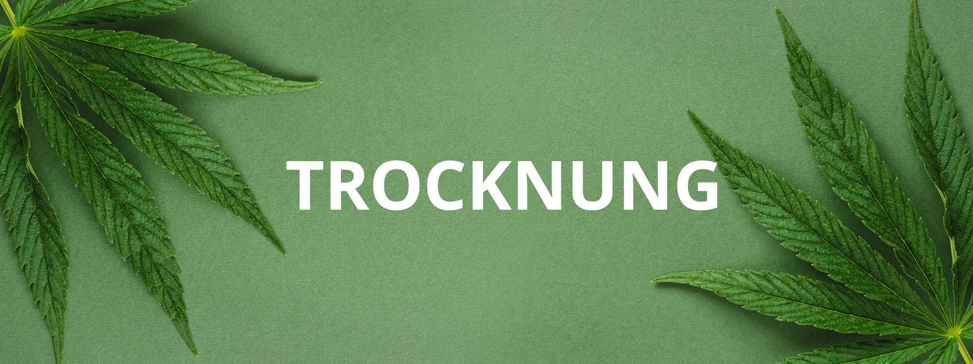 cannabis trocknung cannabis trocknung