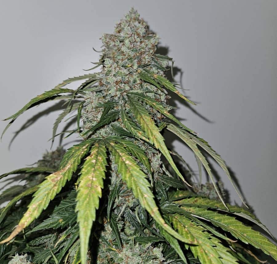 f1 autoflower ernte f1 autoflower ernte