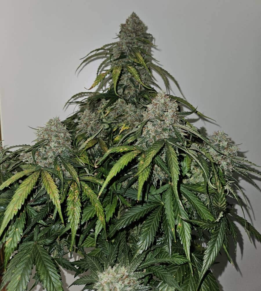 f1 autoflower auto ernte f1 autoflower auto ernte