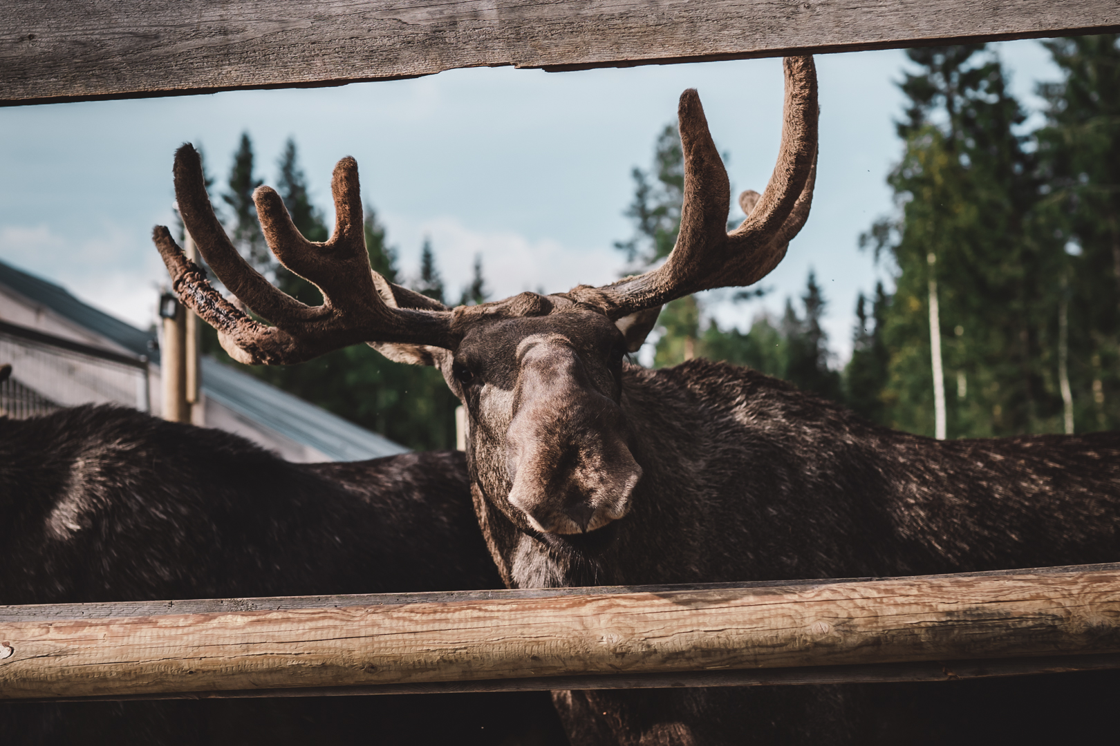 Moose & Reindeer - Cape Wild