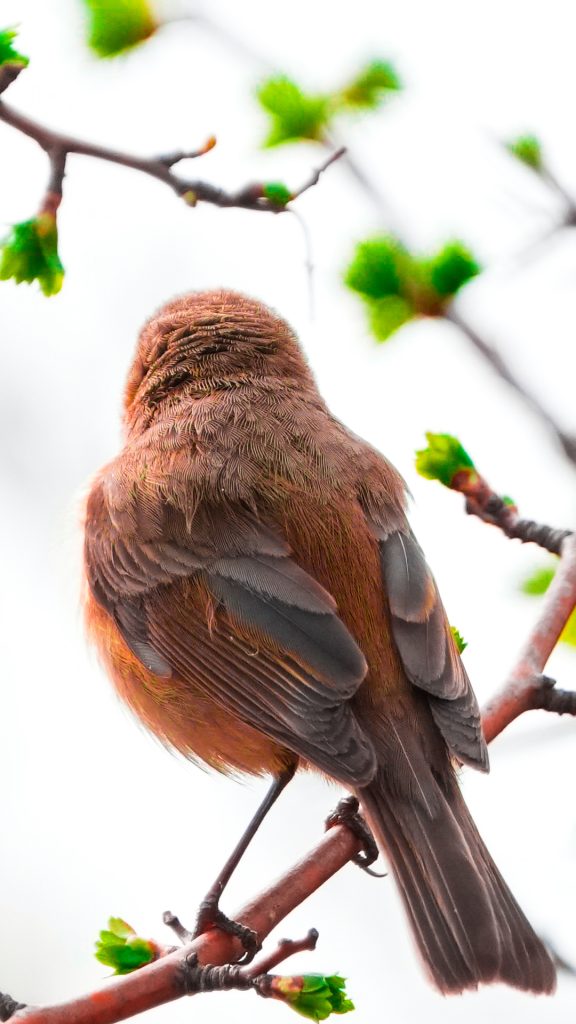 A European Robin sitting in a tree