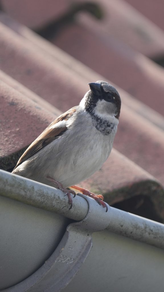 A house sparrow on a roof in Sibbarp