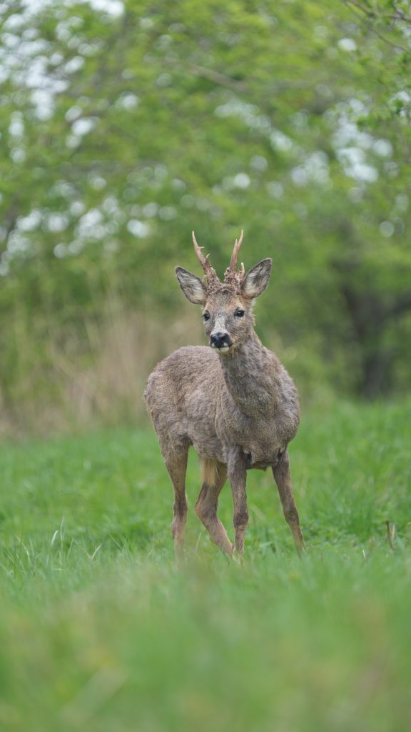 A deer standing in the grass in Klagshamn national reserve