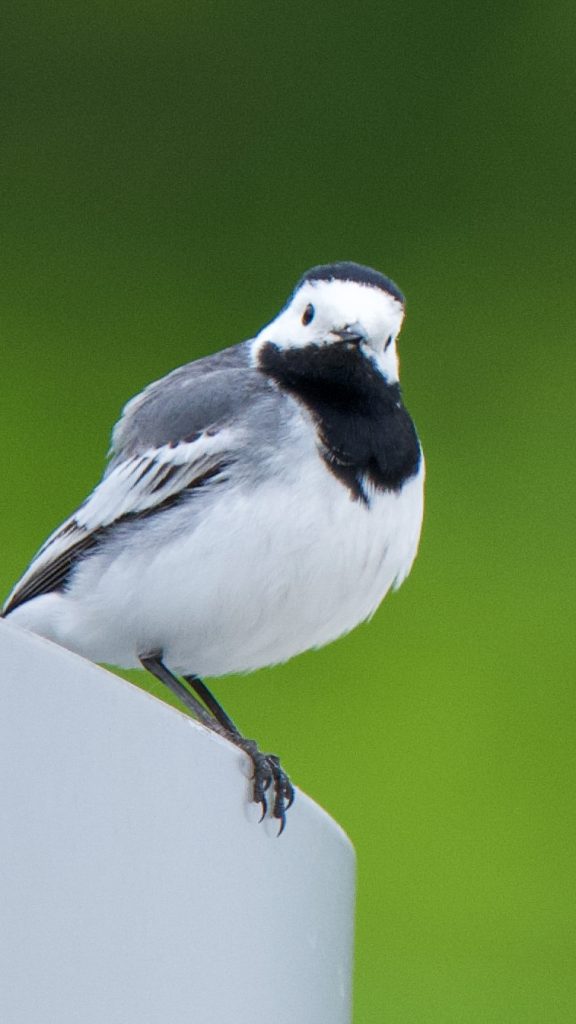 White Wagtail at GeoCenter roof