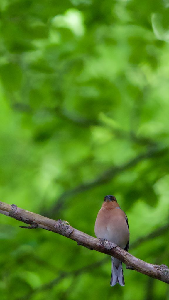 A Common Chaffinch near Møns Klint