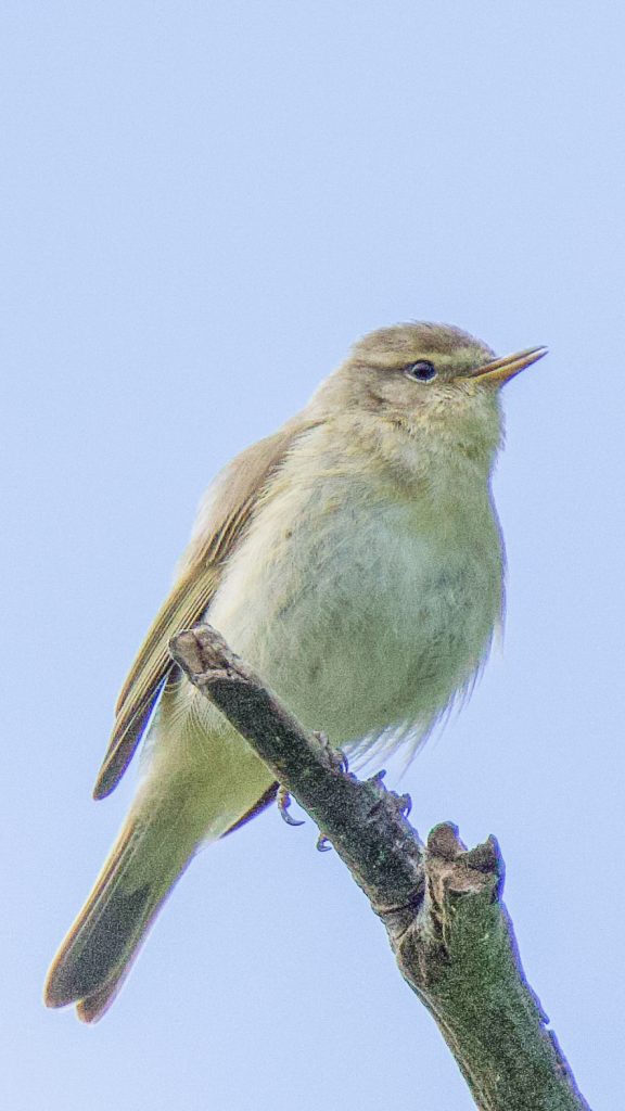 AWillow Warbler at Møns Klint