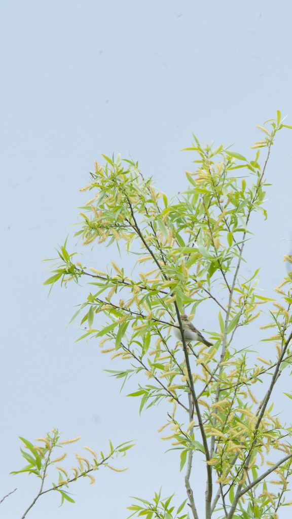 AWillow Warbler at Stevns Klin
