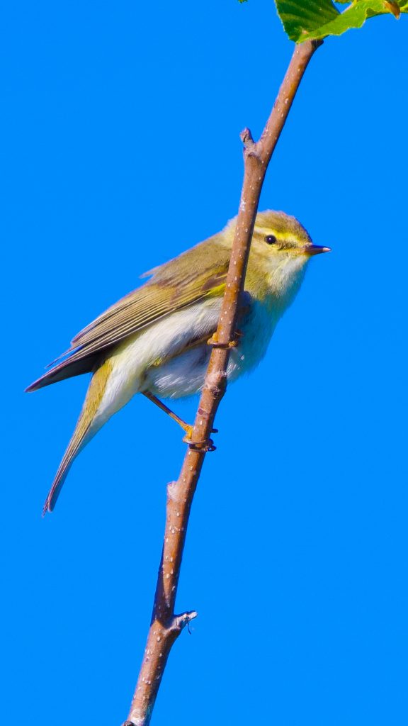 A Willow Warbler against a blue sky at Kaatrinetorp
