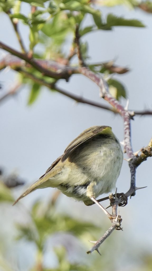 A Cliffchaff sitting in a tree close to Limhamn Limestone quarry looking away from you