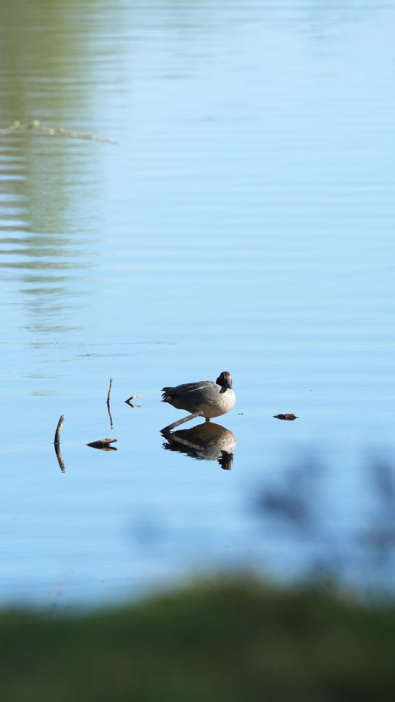 AGreen Winged Teal standing in the water at Fulltofta