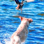 Mallard Drama at Ribersborg 🌊🦆🐕
Just off the Malmö coastline at Ribersborg, a golden retriever turned a quiet moment into a splashy spectacle — bolting through the Baltic shallows after a female mallard who had zero intention of being caught. With wings stretched and emerald speculum flashing, she launched herself into the air, leaving the pup in a trail of spray and wide-eyed admiration.
Urban birdwatching rarely gets this theatrical. The duck's escape was swift and effortless. The dog's chase? All heart and clumsy paws.
📍 Ribersborgsstranden, Malmö
📷 Sony A7R V + 200–600mm
⚙️ ISO 400 | f/6.3 | 1/2000s Dog hunting a flying Mallard