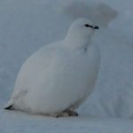 The Last Bird Standing — A Svalbard Encounter with the Rock Ptarmigan
It was one of those Arctic days where the world turns a single tone of blue-grey, and time itself feels slower, like your breath crystallising in mid-air. I had wandered from the edge of Longyearbyen, pulled by the vastness of Svalbard's silence. Nothing stirred. Not even wind. And then—like a quiet punctuation in snow—I saw him. A shape, softly feathered and entirely white, broken only by a smudge of darkness around the eyes.
The Svalbard rock ptarmigan.
Unlike the migratory visitors that fill these skies in summer, this bird stays. He is the Arctic’s faithful sentinel, weathering nine months of winter with feathers so thick they wrap even around his feet. This subspecies (Lagopus muta hyperborea) is the only bird that overwinters in Svalbard, enduring cold snaps that plunge below –30°C. That resilience struck me hard. While the world sleeps or flees, he remains.
In appearance, he’s almost comically plump—an adaptation to survive the freeze—but his expression? Utter poise. And perhaps a hint of sass. That black eye stripe always makes me think of a silent film actor, delivering icy wit without words.
As I watched him from a respectful distance—crouched low with the Sony A7R V and my trusty 200–600mm lens—I admired how effortlessly he disappeared into the snow. I adjusted the ISO to 3200 to match the dim Arctic light, dialled in f/6.3 to soften the blur beyond him, and held the shutter at 1/640s—just enough to catch him should he shuffle forward. But he didn’t. He simply sat, and let the wind and light pass over him. That was the shot. That was the moment.
This isn’t the bird that dazzles with song or colour. But in his muted elegance, he tells a different story—of adaptation, quiet endurance, and stark beauty. He blends into the monochrome, not to disappear, but to survive. That, I think, is a kind of heroism.
📍 Location: Svalbard, just outside Longyearbyen
📷 Camera: Sony A7R V + Sony 200–600mm lens
⚙️ Settings: ISO 3200 | Shutter Speed 1/640s | Aperture f/6.3
If you ever find yourself in the high Arctic during the long winter, look closely. The ptarmigan is likely watching you already, hidden in plain sight.
Have you ever encountered a winter bird so bold yet so understated? I'd love to hear about your cold-weather birding stories—or your first time spotting a ptarmigan.
#SvalbardPtarmigan #RockPtarmigan #ArcticBirds #SvalbardNature #WinterBirding #BirdwatchingScandinavia #SnowCamouflage #BirdsInSnow #SonyWildlife #ScandinavianBirds #WildlifeOfTheNorth #SonyAlphaBirds ARock Ptarmigan standing in snow