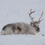 The Quiet Majesty of the Svalbard Reindeer
There are moments in Arctic travel that feel utterly suspended—like the world has paused, letting you slip into its stillness without permission or protest. This was one of those moments.
I had been walking a low ridge just beyond Longyearbyen, tracing soft dips in the snow and half-lost tracks of fox or ptarmigan. The wind was absent, and the light was faint, brushed in pastel by the polar twilight. And there, nestled into the cold earth like it was a favourite chair, lay a Svalbard reindeer.
He saw me before I saw him. Of that, I’m sure. But rather than flinch or flee, he merely watched. Blinking, breathing. A woolly stone with antlers carved by time.
The Svalbard reindeer (Rangifer tarandus platyrhynchus) is one of the smallest reindeer subspecies on Earth—compact, with short legs and thick fur that seems almost too warm for a creature so exposed. Their low-slung shape helps conserve heat and energy during the nine-month winters. And here, at the very edge of survival, they thrive in ways that seem quietly miraculous.
I sat low in the snow, lens steady, breath shallow. Using the Sony A7R V paired with the 200–600mm lens, I framed him against the icy plain, a subject of texture more than colour. With the sun refusing to climb higher, I bumped the ISO to 2000, set the shutter at 1/800s, and used f/6.3 for softness at the edges.
He didn’t move. Didn’t need to. In that moment, he seemed to embody the entire philosophy of the Arctic—do less, waste nothing, endure everything.
There was something ancient in his calm. Perhaps because the reindeer of Svalbard have been here for thousands of years, descendants of populations that likely crossed sea ice after the last glacial retreat. Today, they number around 10,000 across the archipelago. Their presence is a quiet reminder that life doesn’t just exist here—it persists, with grace.
📍 Location: Svalbard, near Longyearbyen
📷 Camera: Sony A7R V + 200–600mm lens
⚙️ Settings: ISO 2000 | Shutter Speed 1/800s | Aperture f/6.3
I left before he did, stepping back into the cold with heart warmed by the simplicity of our meeting. These encounters don’t need drama. The silence is enough.
Have you ever locked eyes with a wild reindeer in winter? There’s something ancient in that gaze. I’d love to hear about your own reindeer stories—wherever they happened.
#SvalbardReindeer #ArcticEncounters #WinterWildlife #ReindeerPhotography #WildlifeOfScandinavia #SonyAlphaAnimals #ReindeerInSnow #FrozenNorth #NatureWatches #SvalbardStories #NorthernNature #ReindeerWhispers A Svalbard Reindeerlaying in the snow