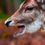 A deer with open mouth, captured at Löddeköpinge deer sanctuary sprin 2025 Deer head with open mouth
