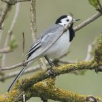 The Grace of the White Wagtail 🖤🤍
Perched on a lichen-covered branch at Klagshamns Udde, this little wagtail paused just long enough for a breath — and a frame. The white wagtail (Motacilla alba) is a spring migrant full of motion and music, its elegant monochrome form flickering between rocks, fields, and rooftops.
Now returned from Africa, it dances across Skåne’s coastlines like a feathered metronome — tail ever-twitching, never quite still.
📍 Klagshamns Udde, Skåne
📷 Sony A7R V + 200–600mm
⚙️ ISO 800 | f/6.3 | 1/1250s A white wagtail sitting in a tree