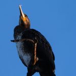 The Sentinel – A Great Cormorant Above Slottsparken
There’s a theatricality to the Great Cormorant (Phalacrocorax carbo) that no other bird quite matches. Maybe it’s the silhouette — all angular elbows and hunched shoulders. Maybe it’s the way they perch high on bare branches like watchful gargoyles. Or perhaps it’s that ancient eye, always scanning.
This one I met in Slottsparken, Malmö — a familiar path for me, but this evening, something shifted. The sun was beginning to lower, and the sky had turned that rich Scandinavian blue that only happens in the last light. And there he was, a cormorant, perched like a prophet on a single, naked branch.
No flapping. No fishing. Just presence.
What I love about cormorants is their unapologetic practicality. Their feathers aren’t fully waterproof, unlike most waterbirds. So after diving for fish, they must climb up somewhere dry, spread those dark wings wide, and simply wait. There’s something ritualistic about it — almost religious. And yet, this one didn’t spread his wings. He stood still, almost posing for a statue, a single feather clinging to the tip of his beak like punctuation.
The Great Cormorant is a widely spread species, found from rocky coastlines to inner city parks like this one. In Malmö, they’ve adapted well to the canals and lakes — you’ll see them drying off near Ribersborg, or high above the moats of Slottsparken and Kungsparken.
They’re not always loved. Fishermen complain. Gardeners grumble. But to me, they’re a symbol of resilience — and aesthetic defiance. While other birds flutter and preen, the cormorant simply waits. He doesn’t need your affection.
Photographing this one was a joy. The angle was tricky — he was high up, and I wanted that clean blue backdrop. I stepped back, found a low angle, and framed upward with the Sony A7R V and the 200–600mm lens fully extended. The sun was just grazing his chest, lighting up the yellow gular skin under his beak — a small splash of warmth against the coolness of the scene.
📷 Sony A7R V + 200–600mm
⚙️ 1/1000 sec | f/6.3 | ISO 320
📍 Slottsparken, Malmö
There’s a kind of ancient stillness in these birds that speaks to something deeper. You don’t watch a cormorant. You witness it. And if you're lucky, you get a single frame of it gazing into the wind, silhouetted against a flawless sky.
So here’s my question to you — where do you see cormorants? Do they evoke memories for you — coastlines, childhood lakes, autumn fog?
Drop a comment or share a photo of your own cormorant encounters. Let’s celebrate these gothic beauties — they deserve more love.
#GreatCormorant #PhalacrocoraxCarbo #BirdsOfSweden #SlottsparkenMalmö #MalmöWildlife #UrbanNatureSweden #Waterbirds #BirdSilhouettes #GothicBird #SonyAlphaBirds #CapturedMomentsCafe #ScandinavianBirds #CormorantLove #BirdwatchingEurope A Great Cormorant