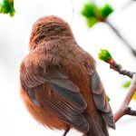 📸 Robin’s Quiet Watch – Spring in Klagshamn
European robin in Sweden – There's a stillness in early spring that makes you pause. This morning, under pale skies and budding branches, I found this little guardian perched quietly. Likely a juvenile robin, still wearing its softer coat, less fiery than its older kin.
I stood still, breath soft, watching the bird shift gently on the twig. Just a few notes of birdsong in the breeze. The branch, still bare except for tight buds, framed the robin with poetic restraint.
Shot with my Sony A7R V + 200–600mm lens, I kept it at ISO 640 | 1/1000s | f/6.3, handholding the camera as not to disturb. Sometimes the most beautiful posture is the one where the bird simply... is.
Have you seen your first robin this season? Or a favorite spring visitor?
📍Southern Sweden
📷 Sony A7R V + 200–600mm
⚙️ ISO 640 | 1/1000s | f/6.3
#europeanrobin #springbirds #birdphotography #swedishnature #scandinavianwildlife #birdlovers #urbanbirds #naturestory #sonyalpha #birdwatchingdaily A European Robin sitting in a tree