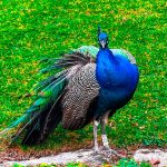Peacock No. 036 – Porto’s Garden Dandy”
📍Jardins do Palácio de Cristal, Porto, Portugal
Strolling through the lush gardens above the Douro, I wasn’t expecting to be sized up by royalty. But there he was — Peacock No. 036 — standing boldly at the edge of the path, radiating blues and greens like the gardens had been grown to match him. He didn’t fan out his tail (why should he?) but offered a slow turn of the head, as if to say, “Yes, I know.”
Indian Peafowls (Pavo cristatus), though native to South Asia, have long called places like Porto’s Crystal Palace Gardens home. Here, they roam freely among fountains, fig trees, and tourists, always just a little aloof.
There was something poetic in his posture — proud, grounded, tagged yet untamed. In that moment, beneath a sky flirting with rain, I stood still and admired him… and felt thoroughly judged.
📷 iPhone 13 Pro Max
⚙️ f/1.5 | 1/120s | ISO 32
Have you met this fine fellow in Porto? Share your sightings below!
#Peacock #PortoBirds #UrbanNature #JardinsDoPalacio #BirdPhotography #iPhoneWildlife #PortugalNature #CapturedMomentsCafe #BirdsofPortugal #PeacockPortrait Peacock standing in Grass