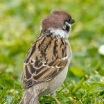 🌿 Eurasian Tree Sparrow – Pildammsparken, Malmö
Not all birds demand attention. Some, like the Eurasian Tree Sparrow, slip quietly through the green — understated, humble, but full of charm for those who pause to see them.
This one stood just long enough, turning its back like a little feathered diva who knows it’s being watched but won’t quite give in. The chestnut crown, the tidy black cheek spot, and the soft brown wings were all caught in the calm hush of Malmö’s beloved Pildammsparken.
They’re often confused with their more urban cousin, the House Sparrow, but the Tree Sparrow has a bit more countryside in its soul, even when nesting deep in the city.
📍 Pildammsparken, Malmö
📷 Sony A7R V + 200–600mm
⚙️ 1/1600 sec • f/6.3 • ISO 1600
Call to the flock:
Do you have sparrows in your local park? Share your photos or tell me which bird always makes you smile!
#EurasianTreeSparrow #UrbanBirding #SwedishBirds #Fågelskådning #BirdLovers #BirdOfTheDay #MalmöBirds #NatureInSweden #ScandinavianWildlife #SonyBirdPhotography #CapturedMomentsCafe A Eurasian Tree Sparrow standing in the grass