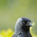 That Western Jackdaw gaze — sharp, cold, and just a touch judgmental. Captured in Pildammsparken, Malmö, where these clever birds rule the lawns, the rooftops, and our attention.
📍 Pildammsparken, Malmö
📷 Sony A7R V + 200–600mm
⚙️ 1/800 sec • f/6.3 • ISO 640
Call to the Flock
Do jackdaws follow you too? Drop a 🖤 if you’ve been under their watchful eye. Or tell me where you’ve met the clever corvid crew.
#WesternJackdaw #JackdawGaze #UrbanBirds #SwedishNature #BirdWatchingEurope #SonyBirding #ScandiWildlife #IntelligentBirds #MalmöNature Western Jackdaw staring at you in Pildammsparken