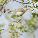 Chiffchaff in Limhamn – spring's first soprano
Chiffchaff in Limhamn Limestone Quarry — a small warbler with a name that echoes its song. I caught this feathered acrobat flitting through the thorny thickets on a still morning, its call bright and insistent, like it had something important to say about the season.
This chiffchaff is one of Sweden’s early arrivals in spring, often beating the blackcaps and whitethroats to the stage. The way it clung to the branch, balancing on wiry toes, was a quiet marvel. Not flashy, but full of presence.
The Photographer’s View
📍 Limhamn Limestone Quarry, Malmö
📷 Sony A7R V + 200–600mm G OSS
⚙️ 1/2000 sec • f/6.3 • ISO 1250 • handheld
Call to the Flock
Have you heard the chiffchaff’s song this season? Or spotted one balancing like this among the buds? Let me know where spring birds have found you.
#chiffchaff #limhamn #springbirds #birdsofsweden #warblers #fågelinspiration #birdphotography #limestonequarry #urbanwildlife #swedishnature #chiffchaffsong #vårfåglar #sonyalpha #wildlifemoments A chiffchaff sitting in a tree close to Limhamns limestone quarry