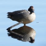 Teal in Fulltofta – stillness made feathered
A teal in Fulltofta, balanced perfectly between sky and water. One leg tucked up, the other mirrored in the soft lake surface like a poem you hesitate to disturb.
This little duck — one of Europe’s smallest — offered a moment of Nordic stillness I won't forget. The morning was silent but alive, the forest behind me slowly waking, but here, at the water’s edge, time stalled.
The teal, with its compact elegance and earth-toned plumage, reminded me how beauty doesn't always shout. Sometimes, it simply floats.
📍 Fulltofta Nature Reserve, Skåne
📷 Sony A7R V + 200–600mm
⚙️ ISO 800 / f6.3 / 1/2000s / handheld
🔸 Call to the Flock
Have you ever seen a teal so still it seemed carved from the morning light? I’d love to hear about the small moments that have stilled you in nature. Share them below.
#teal #fulltofta #swedishbirds #birdwatchingdaily #ducksofinstagram #wildlifeofsweden #naturephotography #birdloversworldwide #wetlands #nordicnature #capturedmomentscafe #alphaspringse Close up of a Green winged Teal standing in the pound at Fulltofta