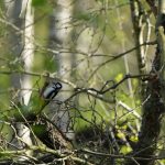 🎶 Great Spotted Woodpecker at Fulltofta – Drumbeat Among Birches
Great spotted woodpecker at Fulltofta, hammering out rhythms in the stillness of a spring morning. Before I even saw him, I heard him — that deep, confident drumming echoing through the trees like woodland Morse code.
There he was, clinging to a sunlit birch, bold in black, white and red, completely focused on his work. No songbird warbles here — this bird lets his beak speak. The great spotted woodpecker is one of the most common in Sweden, but it never feels ordinary when you catch one in action.
This one gave me a show — spiralling up, pausing to inspect, hammering with purpose. I followed carefully through the tangle of branches, holding breath, tracking every move with my lens.
📍 Fulltofta Nature Reserve, Skåne
📷 Sony A7R V + 200–600mm
⚙️ ISO 2500 | 1/1600s | f/6.3
Have you ever followed a bird by sound before sight? Tell me your favourite woodland rhythm.
#greatspottedwoodpecker #fulltofta #swedishbirds #birdwatchingsweden #skånenatur #wildlifesweden #capturedmomentscafe #sonyalphaeurope #naturestorytelling Great Spotted Woodpecker in natural setting at Fulltofta