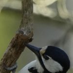 🎶 Great Spotted Woodpecker at Fulltofta – Drumbeat Among Birches
Great spotted woodpecker at Fulltofta, hammering out rhythms in the stillness of a spring morning. Before I even saw him, I heard him — that deep, confident drumming echoing through the trees like woodland Morse code.
There he was, clinging to a sunlit birch, bold in black, white and red, completely focused on his work. No songbird warbles here — this bird lets his beak speak. The great spotted woodpecker is one of the most common in Sweden, but it never feels ordinary when you catch one in action.
This one gave me a show — spiralling up, pausing to inspect, hammering with purpose. I followed carefully through the tangle of branches, holding breath, tracking every move with my lens.
📍 Fulltofta Nature Reserve, Skåne
📷 Sony A7R V + 200–600mm
⚙️ ISO 2500 | 1/1600s | f/6.3
Have you ever followed a bird by sound before sight? Tell me your favourite woodland rhythm.
#greatspottedwoodpecker #fulltofta #swedishbirds #birdwatchingsweden #skånenatur #wildlifesweden #capturedmomentscafe #sonyalphaeurope #naturestorytelling Close up of a Great spotted woodpecker captured in Fulltofta