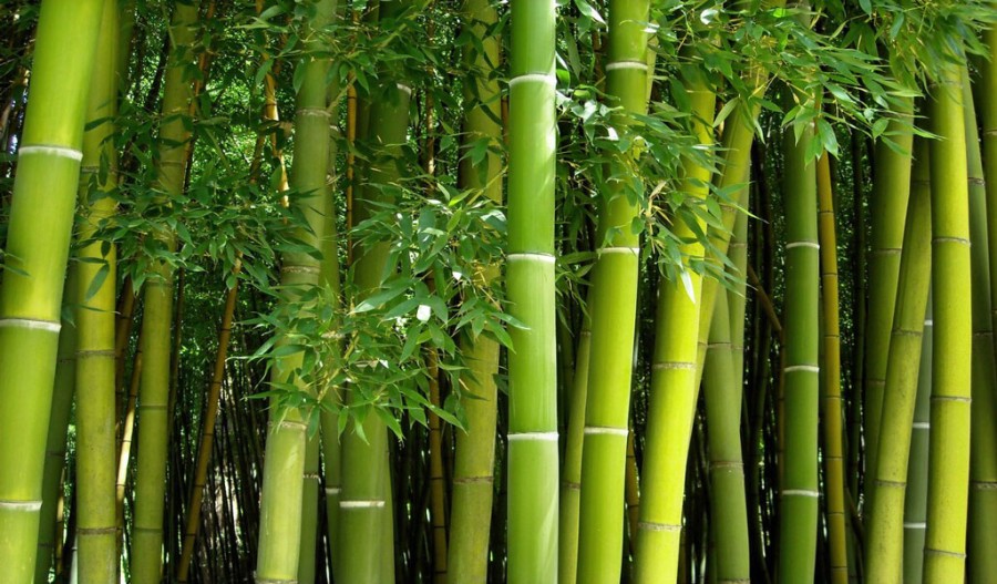 Bamboo 1 (Nom du produit)