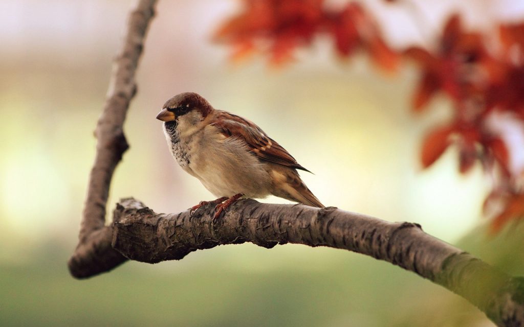 bird watching albir