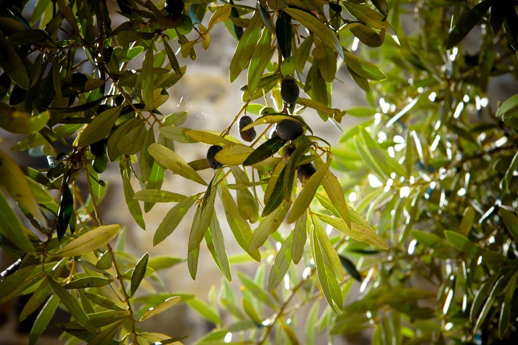 Olive groves Valencia