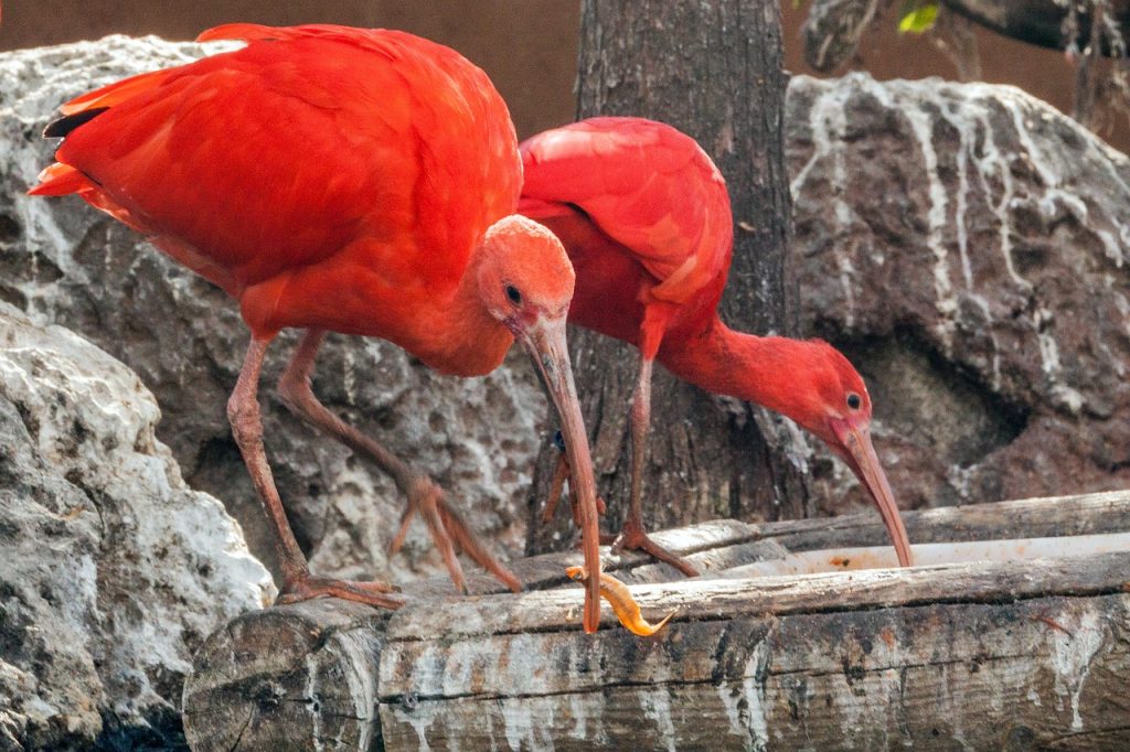 Bioparc Valencia