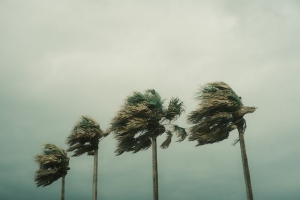 Palm trees bending in the strong wind.