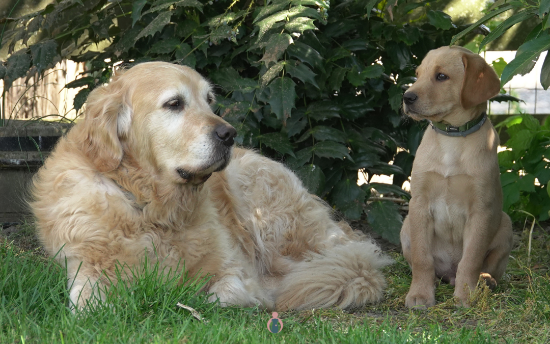 Should you get a puppy when your dog is getting old?