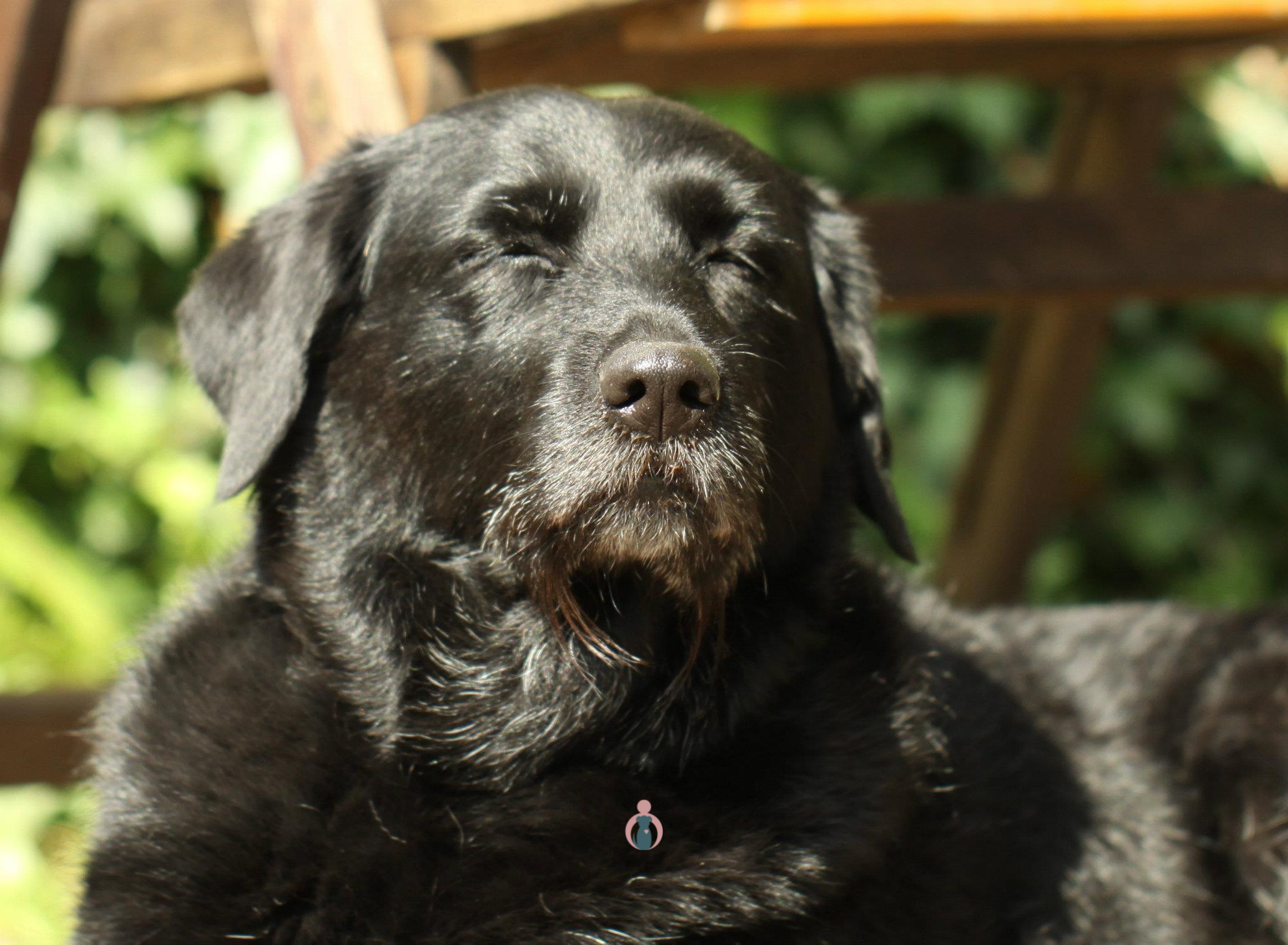 Oudere hond genietend van de zon