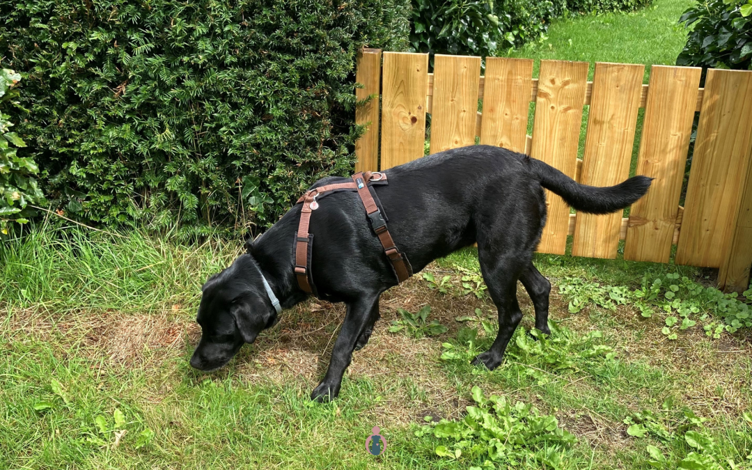 Senior Dog Tales – Episode 6: Why does my dog eat grass in spring?