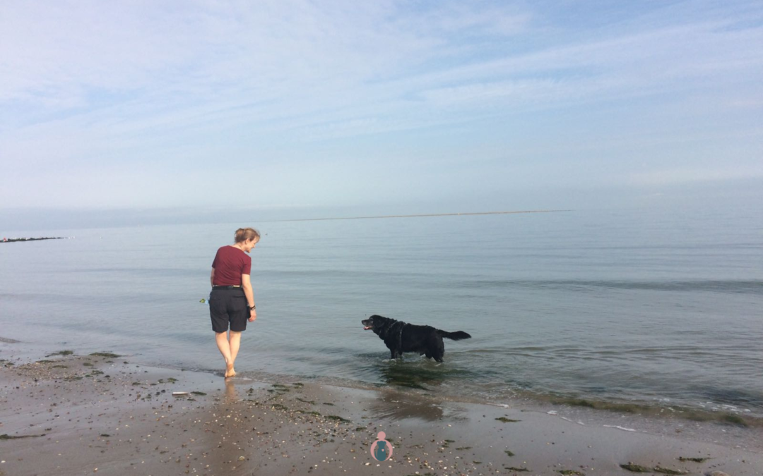 Should You Take Your Senior Dog With You On Your Holiday?