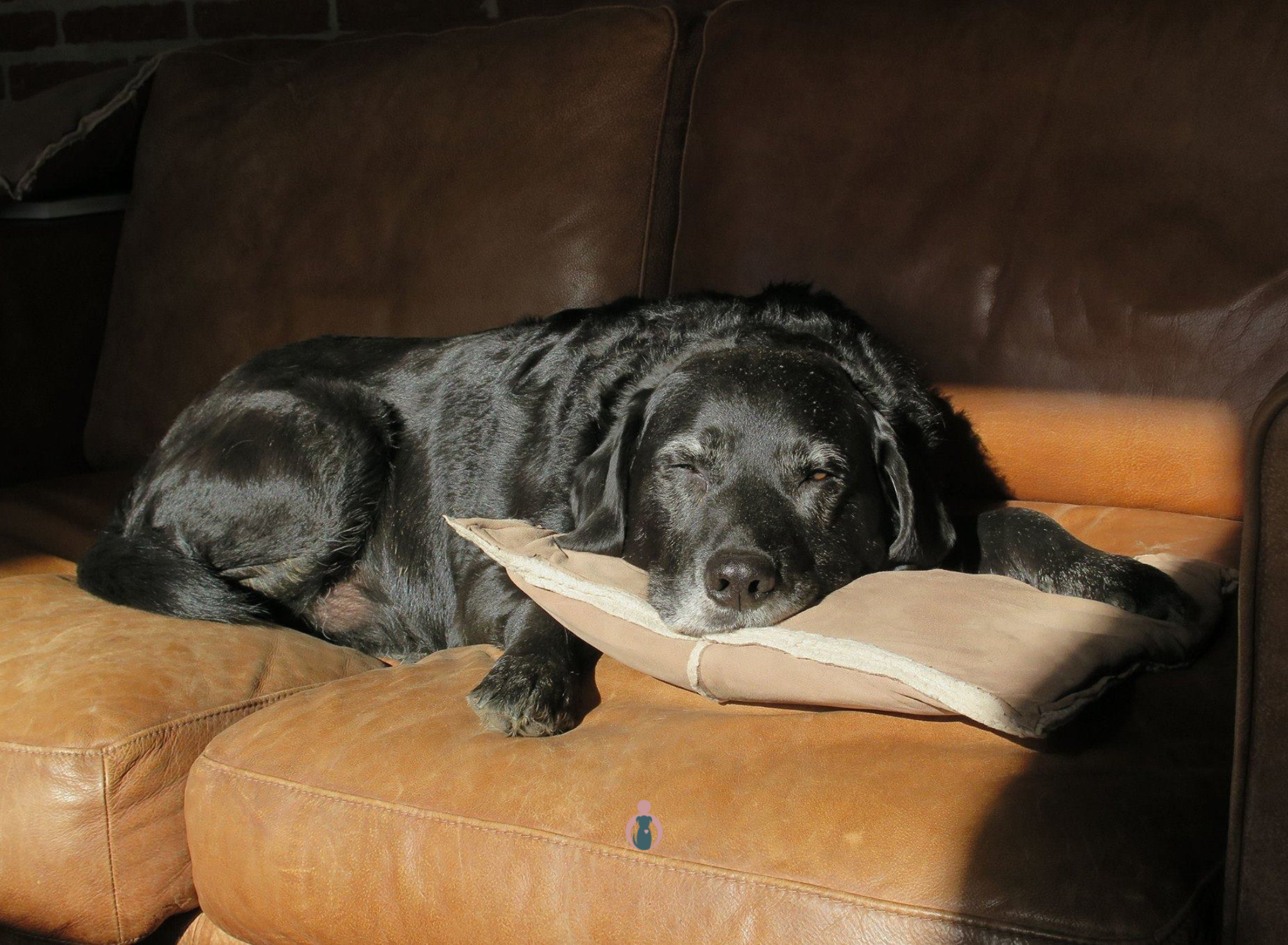 Oudere hond heerlijk in de zon op de bank