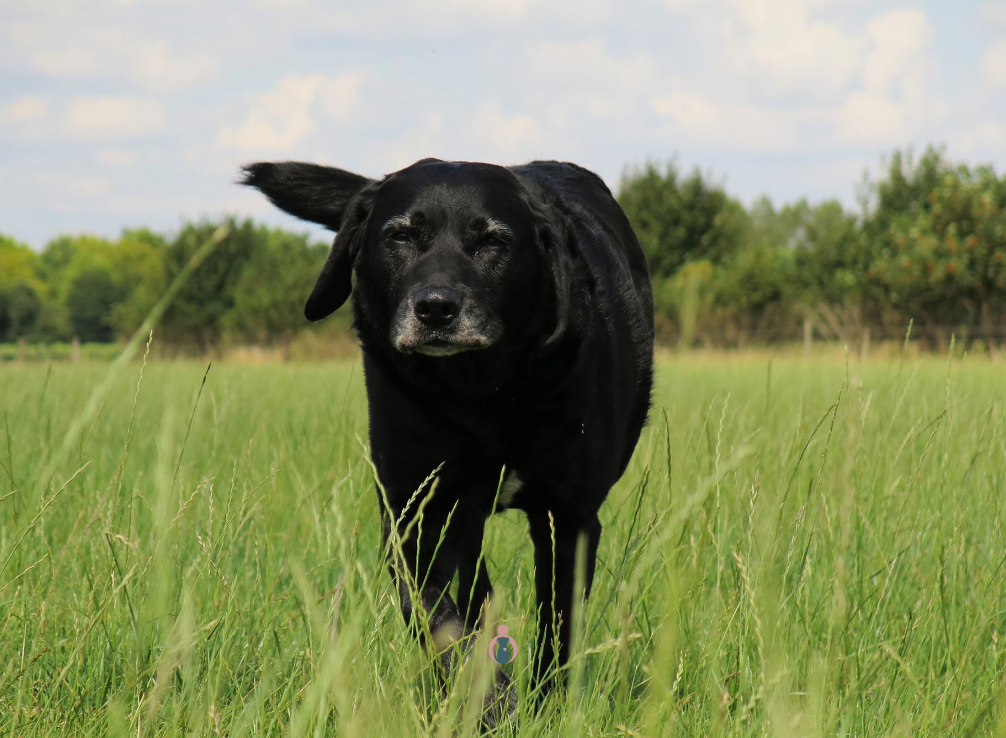 Oudere hond in het gras