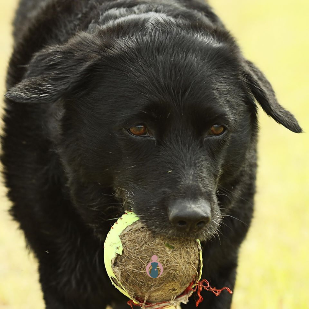 Oudere hond met bal