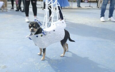 GRAN ACOGIDA AL II CONCURSO DEL CARNAVAL ANIMAL EN EL JARDÍN DE LAS NACIONES