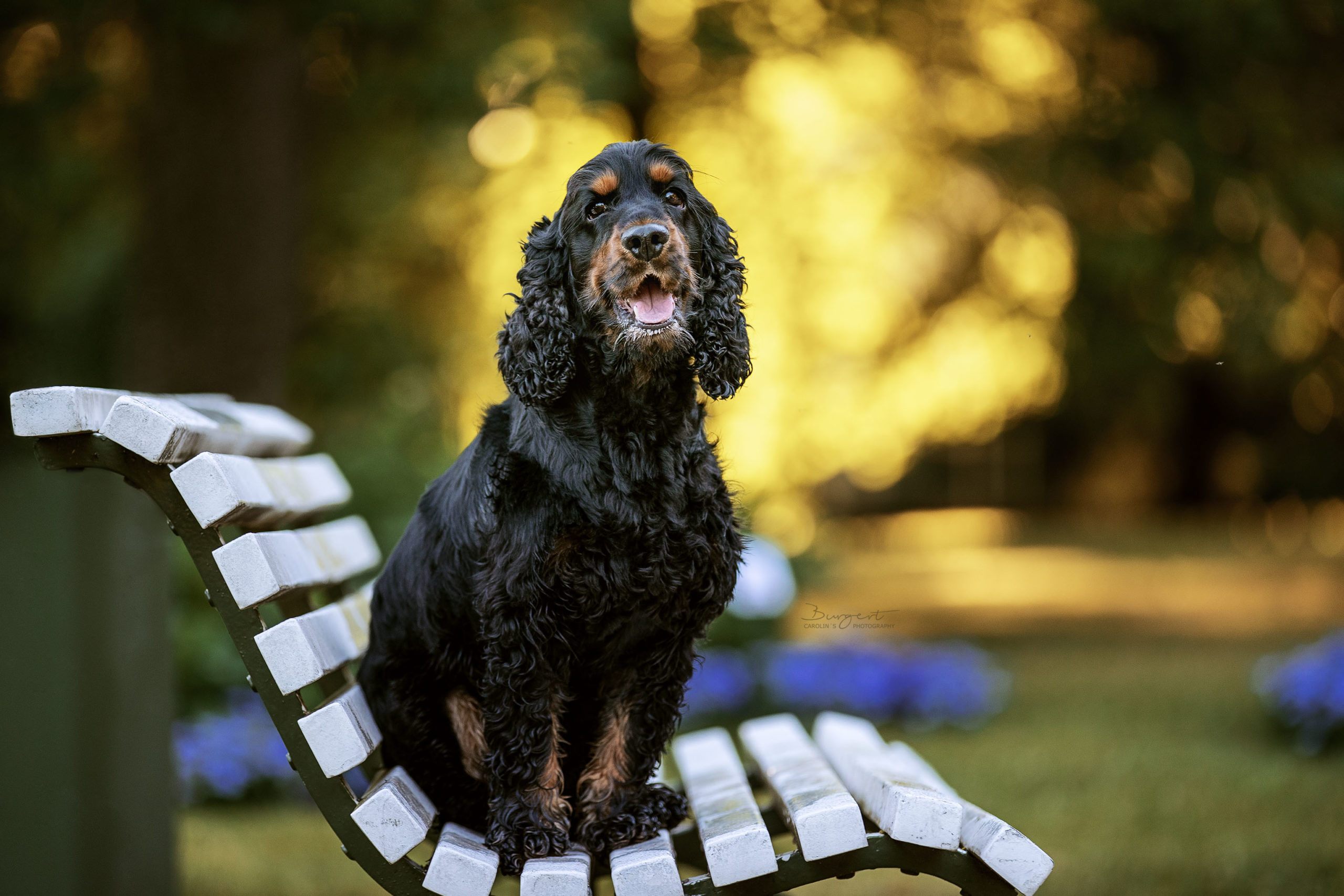 Cocker Spaniel im Park