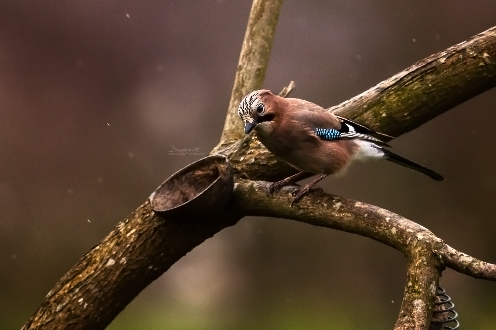 Eichelhäher, Heimische Vögel, Vogelarten in Deutschland