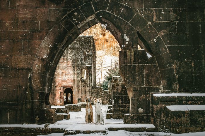 Hunde an der Klosterruine Allerheiligen