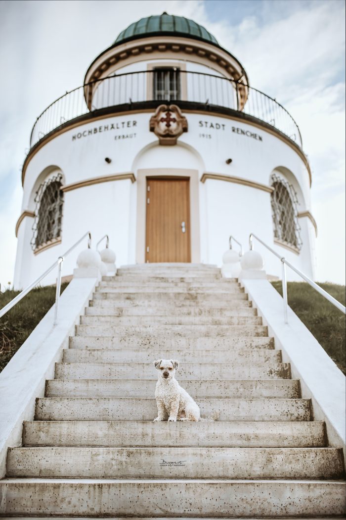 Hund am Hochbehälter Renchen