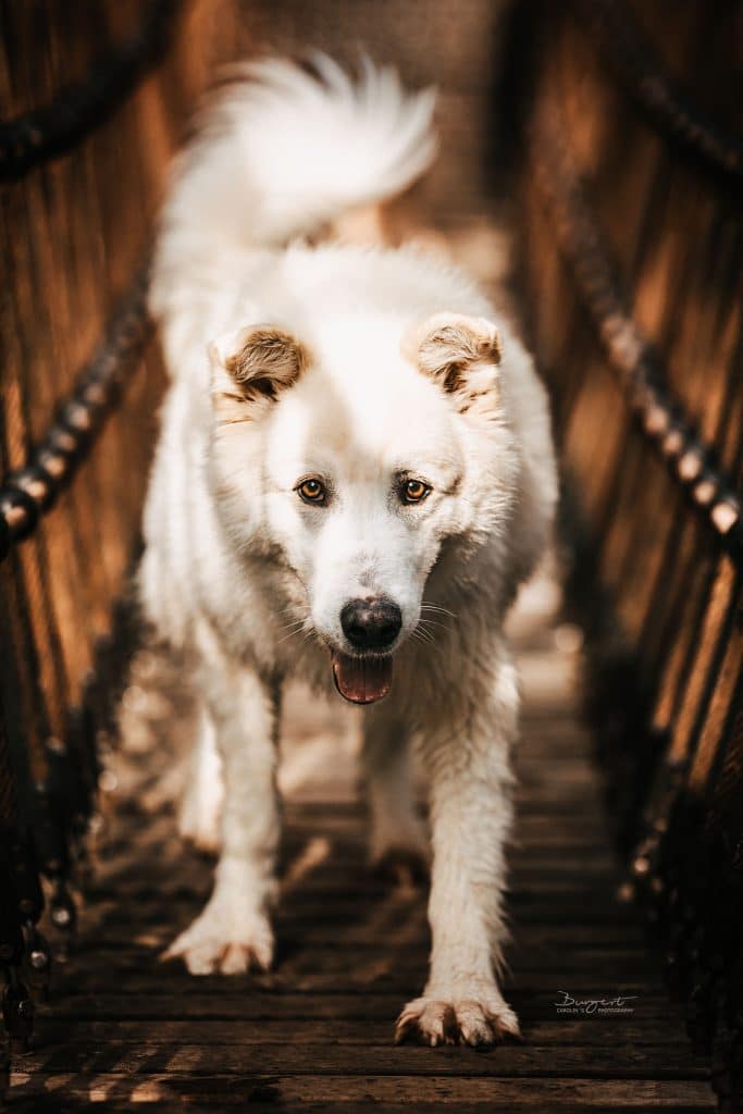 Hund auf der Hängebrücke
